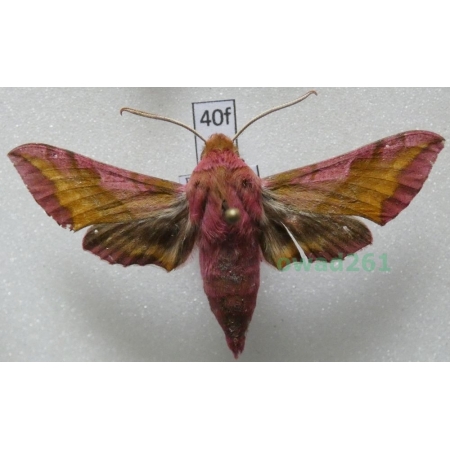 Deilephila porcellus (Linnaeus, 1758) Zmrocznik pazik Poland40f